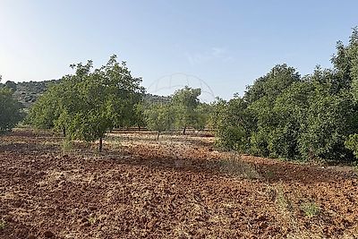 listing-picture-0