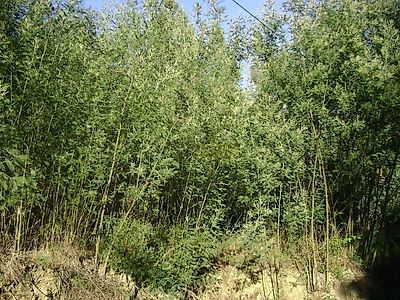 listing-picture-0