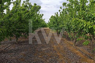 listing-picture-0