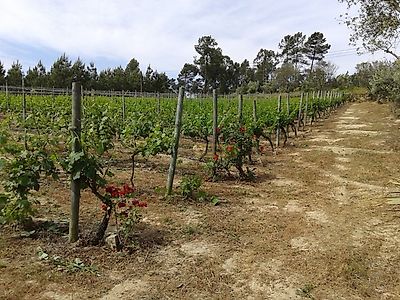 listing-picture-0