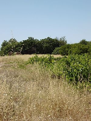 listing-picture-0