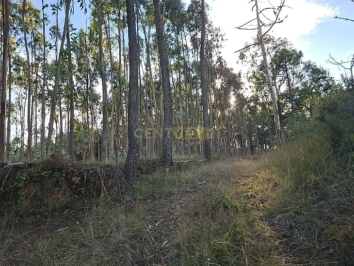 main-listing-picture-0