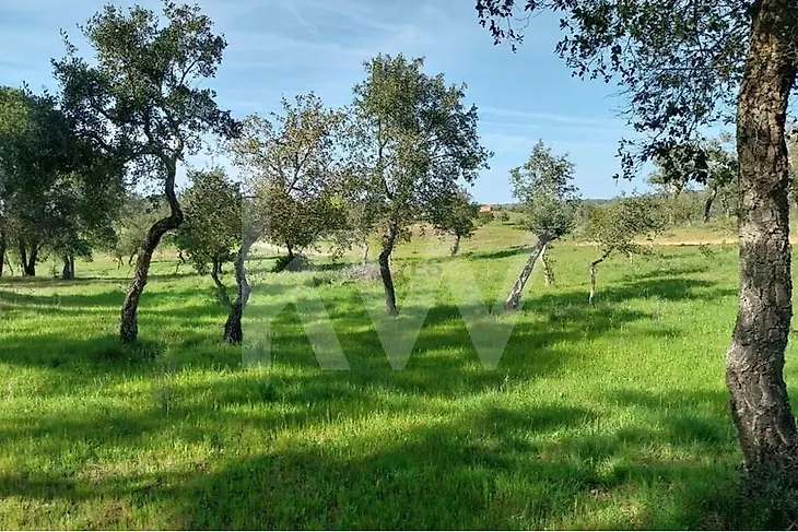 main-listing-picture-0