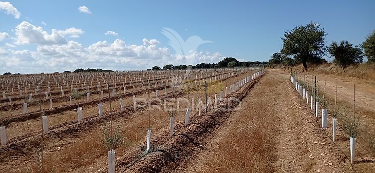 main-listing-picture-0