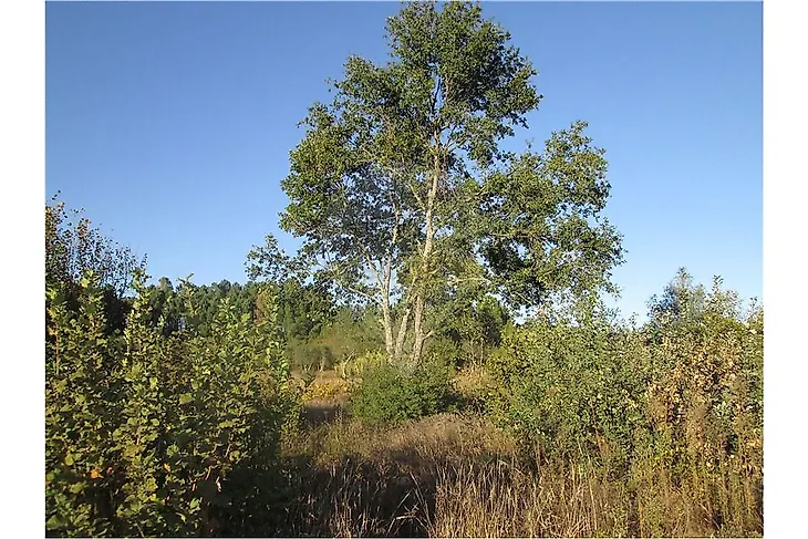 main-listing-picture-0