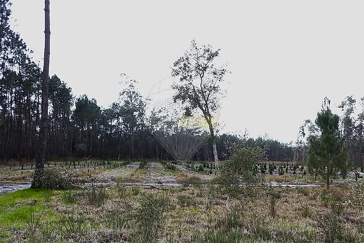 main-listing-picture-0