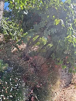 image-JMYzgpRvuyl-0