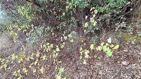 image-BpLh1VcZEC1-0
