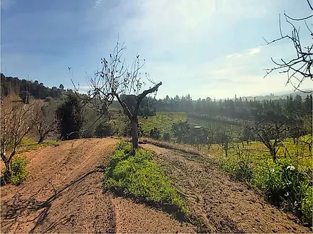 Land for sale in Bombarral, Portugal — €125,000