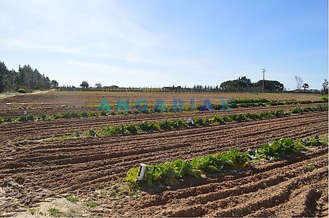 Land for sale in Azambuja, Portugal — €180,000