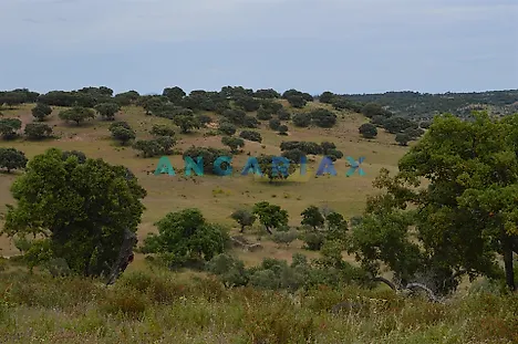 Terreno em Idanha-a-Nova