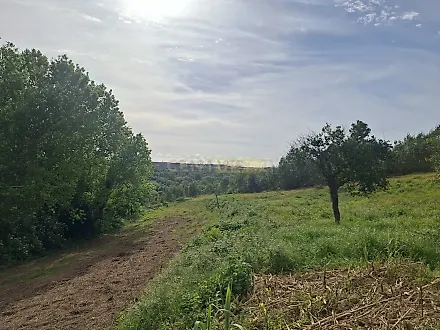 image-BXGAlibWcO4-0