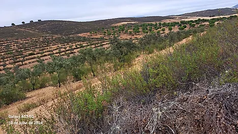 Terreno em Mértola