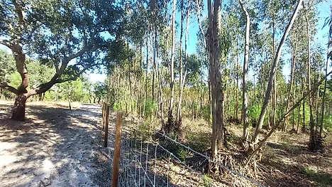 Land for sale in Coruche, Portugal — €86,500
