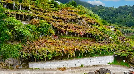 image-1hseX4UYQjp-0