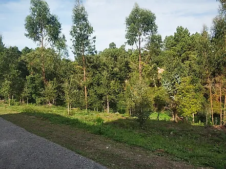 image-11DkBdielLn-0