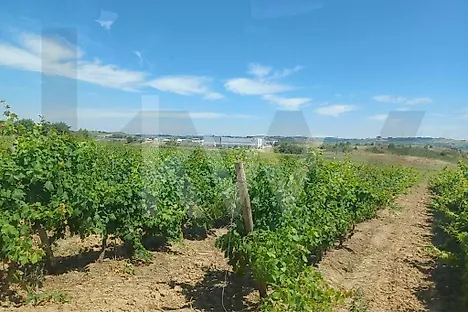 image-5Sv8EQShcQ2-0
