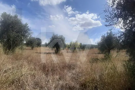 image-6TkBiz2dX4x-0