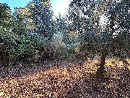 image-CxLxjgJoo6M-0