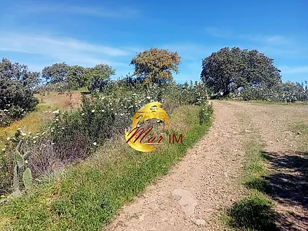 image-Sf1WpVZess-0