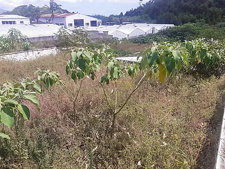 Land for sale in Ponta Delgada, Portugal — €300,000