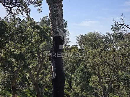 Land for sale in Grândola, Portugal — €1,700,000