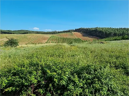 Land for sale in Bombarral, Portugal — €100,000