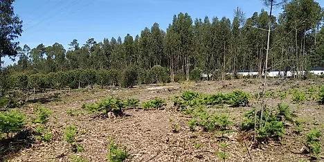 Land for sale in Marinha Grande, Portugal — €76,000