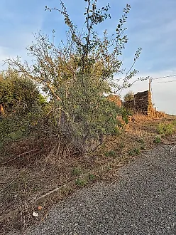 image-1SsCDESvM9i-0
