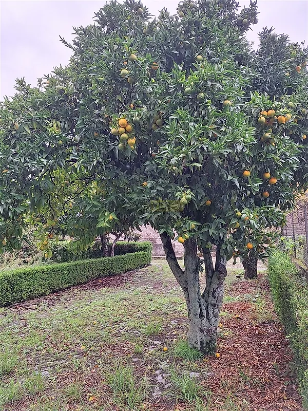 Moradia T6+ à venda em Tortosendo, Covilhã — foto 38