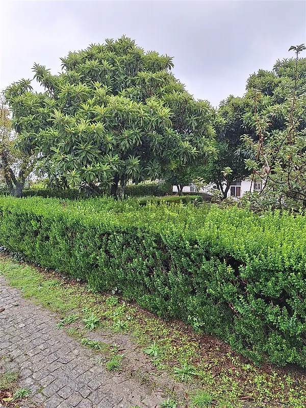 Moradia T6+ à venda em Tortosendo, Covilhã — foto 40