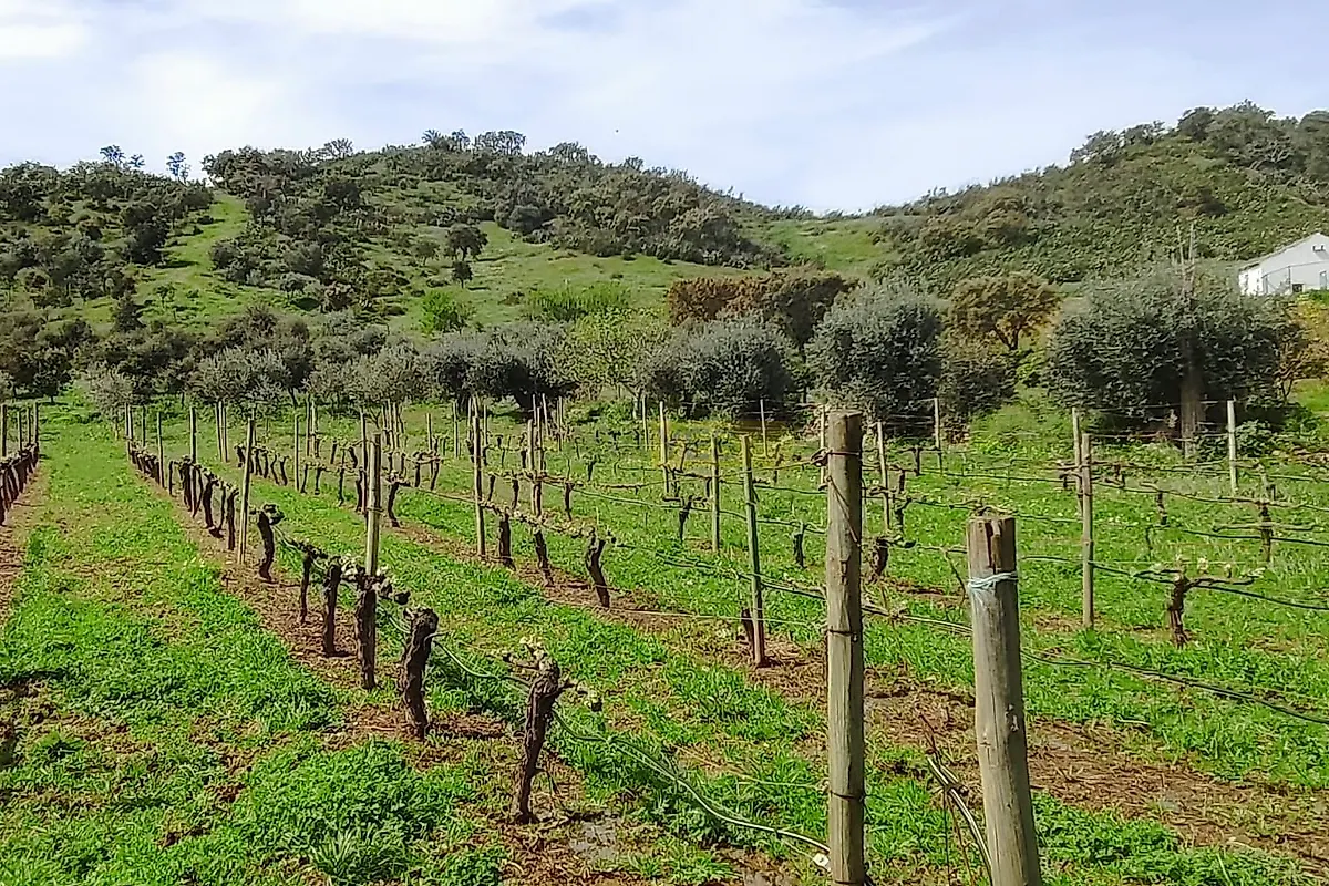 Moradia T5 à venda em Vale de Santiago, Odemira — foto 23