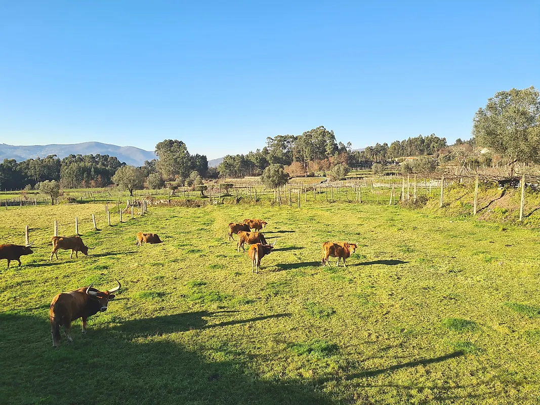 Moradia T4 à venda em Sabadim, Arcos de Valdevez — foto 26