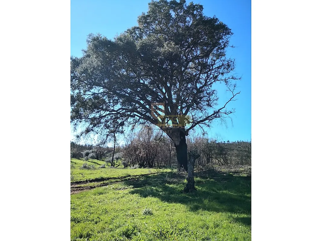 Moradia T0 à venda em Freixianda, Ribeira do Fárrio e Formigais, Ourém — foto 4