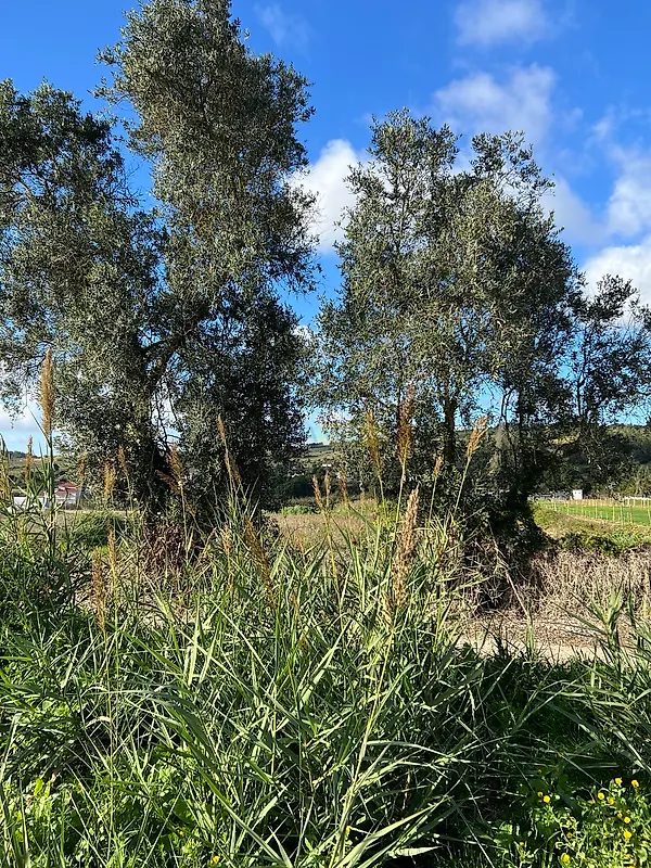 Moradia T3 à venda em Usseira, Óbidos — foto 9