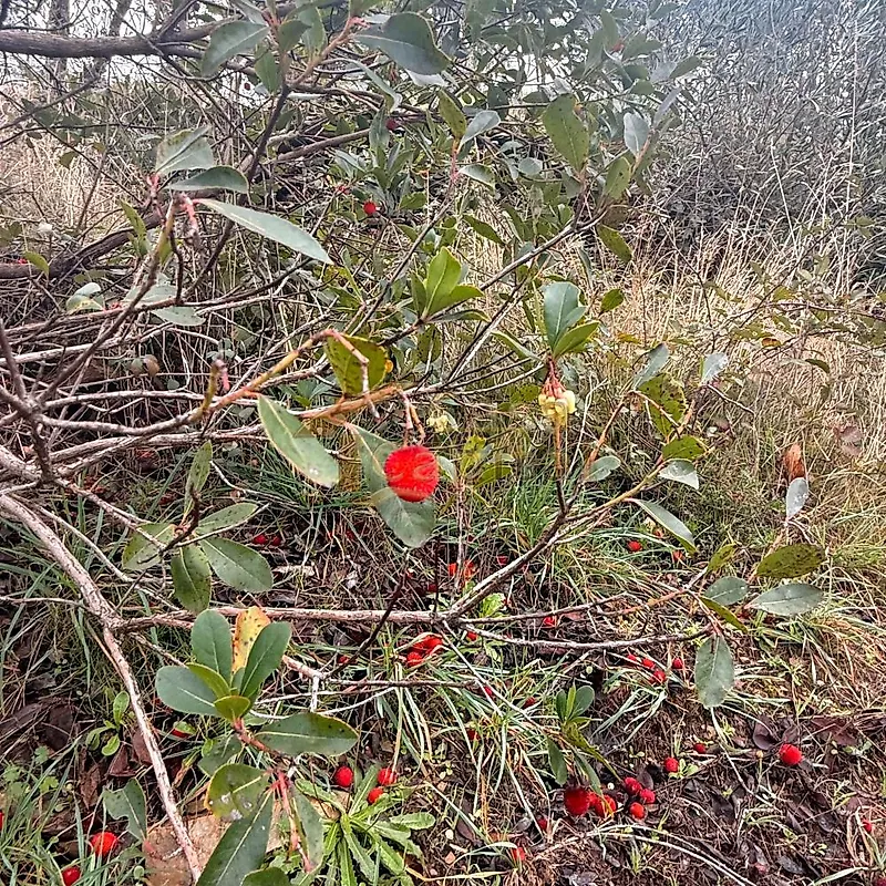 Moradia T2 à venda em Louredo e Fornelos, Santa Marta de Penaguião — foto 10