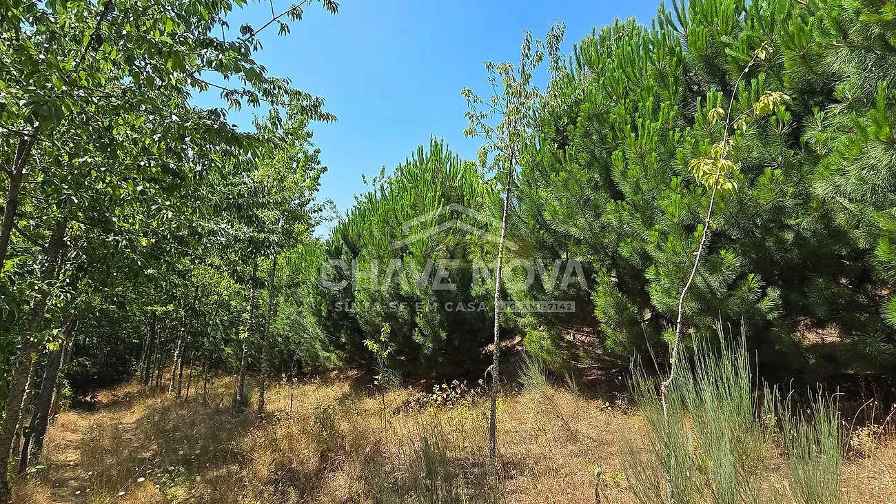 Moradia T4 à venda em Moimenta e Montouto, Vinhais — foto 4