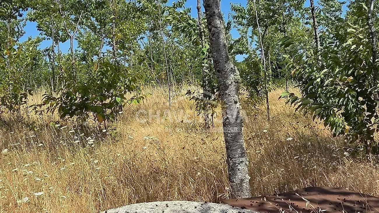 Moradia T4 à venda em Moimenta e Montouto, Vinhais — foto 10