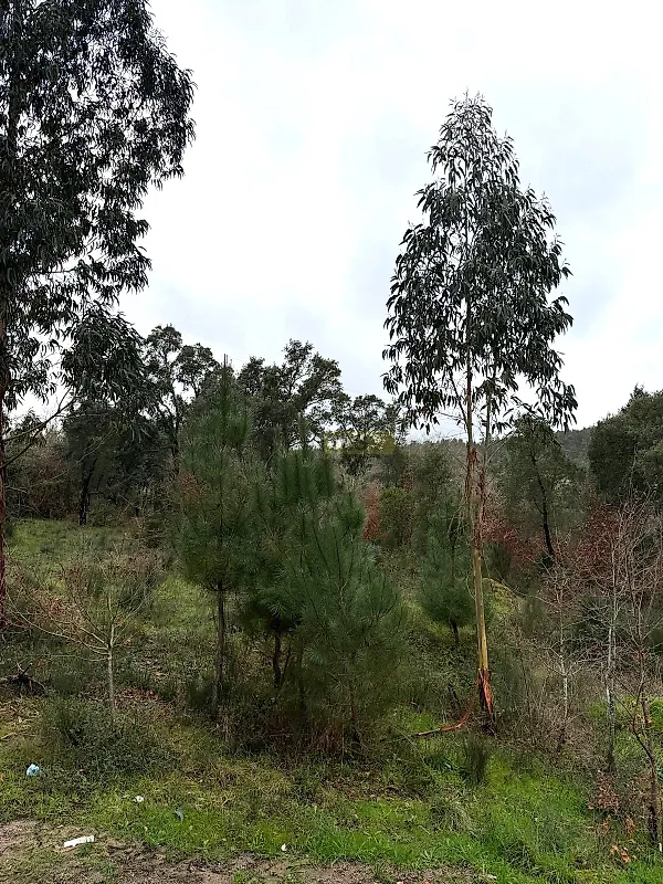 Moradia T1 à venda em Santa Ovaia e Vila Pouca da Beira, Oliveira do Hospital — foto 11