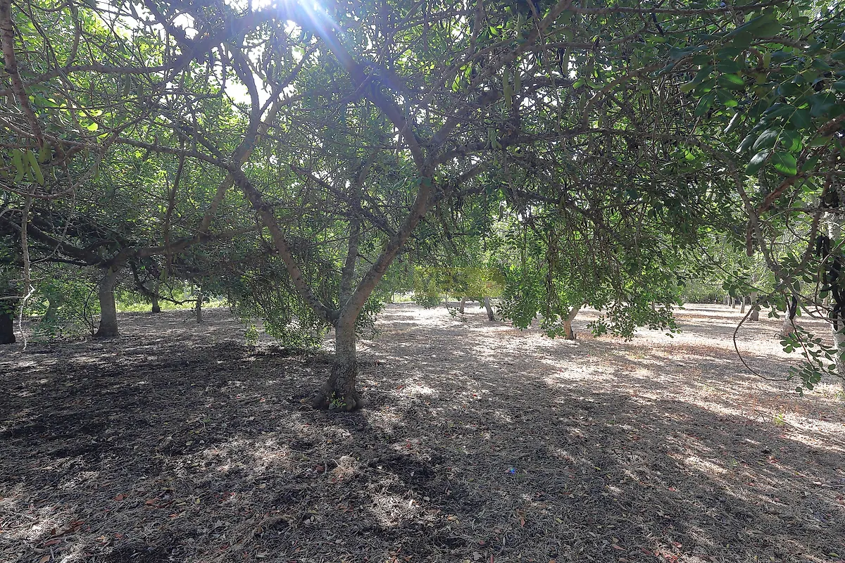 Moradia T2 à venda em Luz de Tavira e Santo Estêvão, Tavira — foto 28