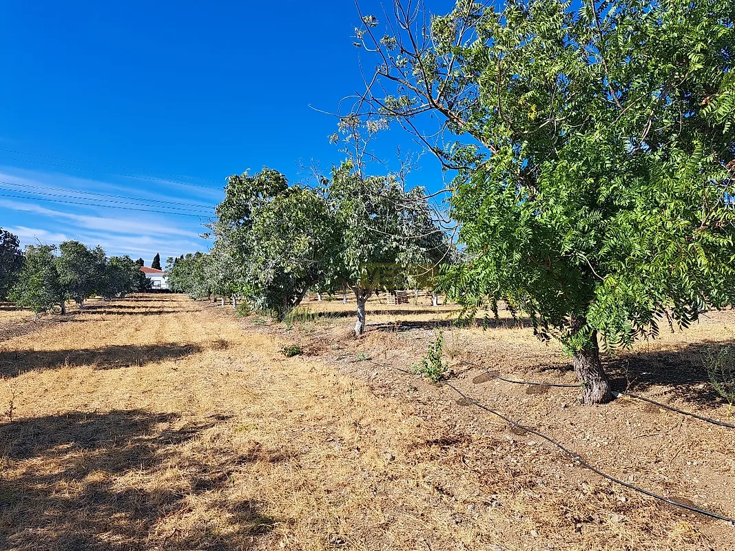 Moradia T4 à venda em Ferreira do Alentejo e Canhestros, Ferreira do Alentejo — foto 25