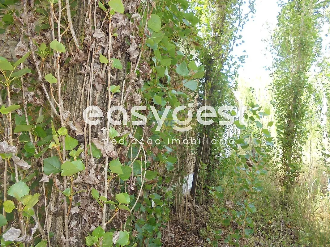 Moradia T6+ à venda em Santa Margarida da Coutada, Constância — foto 35