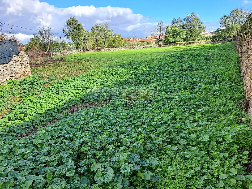Moradia T6+ à venda em Carviçais, Torre de Moncorvo — foto 3