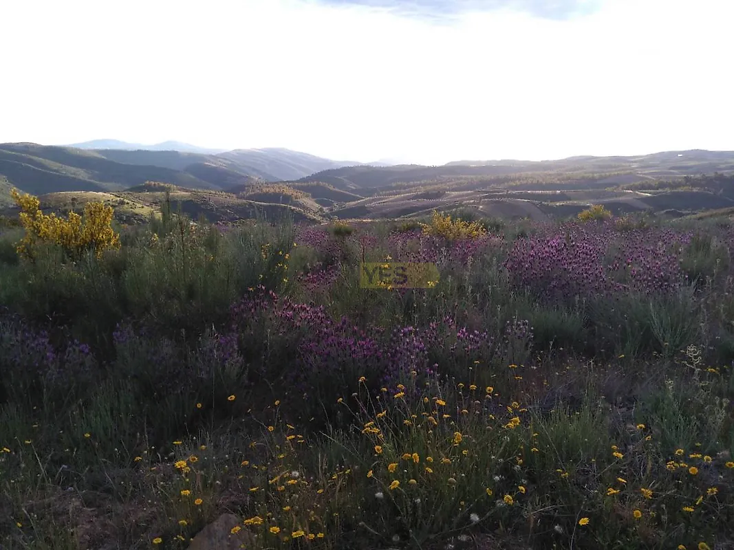 Moradia T4 à venda em Mogadouro, Valverde, Vale de Porco e Vilar de Rei, Mogadouro — foto 19