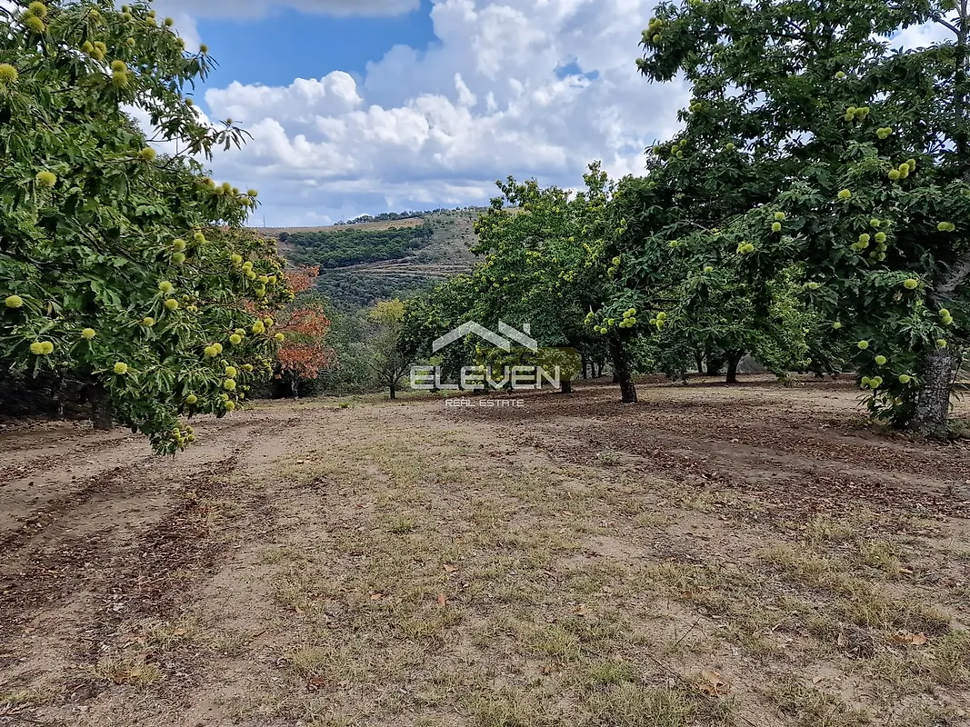 Moradia T5 à venda em Trevões e Espinhosa, São João da Pesqueira — foto 33