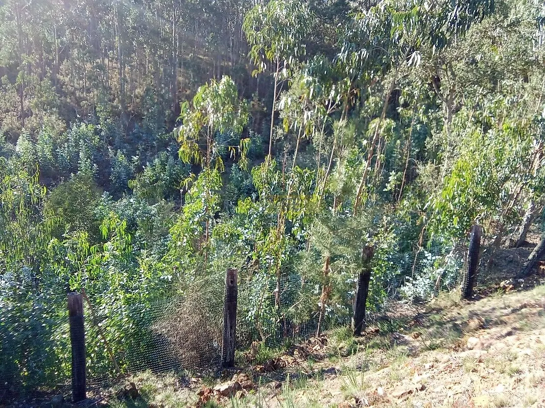 Moradia T0 à venda em Seixas, Caminha — foto 9