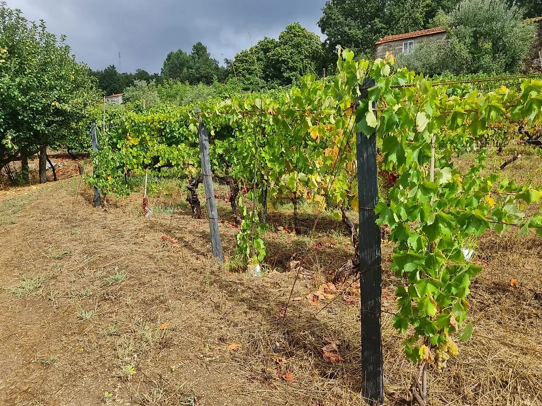 Moradia T0 à venda em Gestaçô, Baião — foto 13