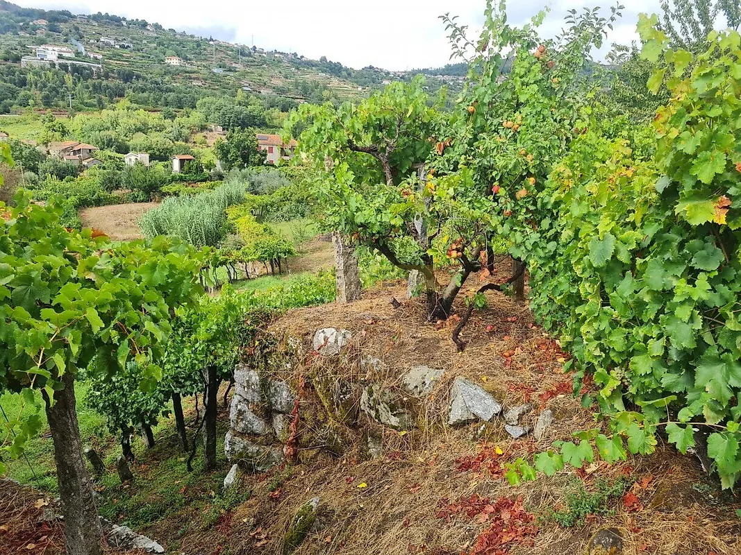 Moradia T0 à venda em Gestaçô, Baião — foto 12