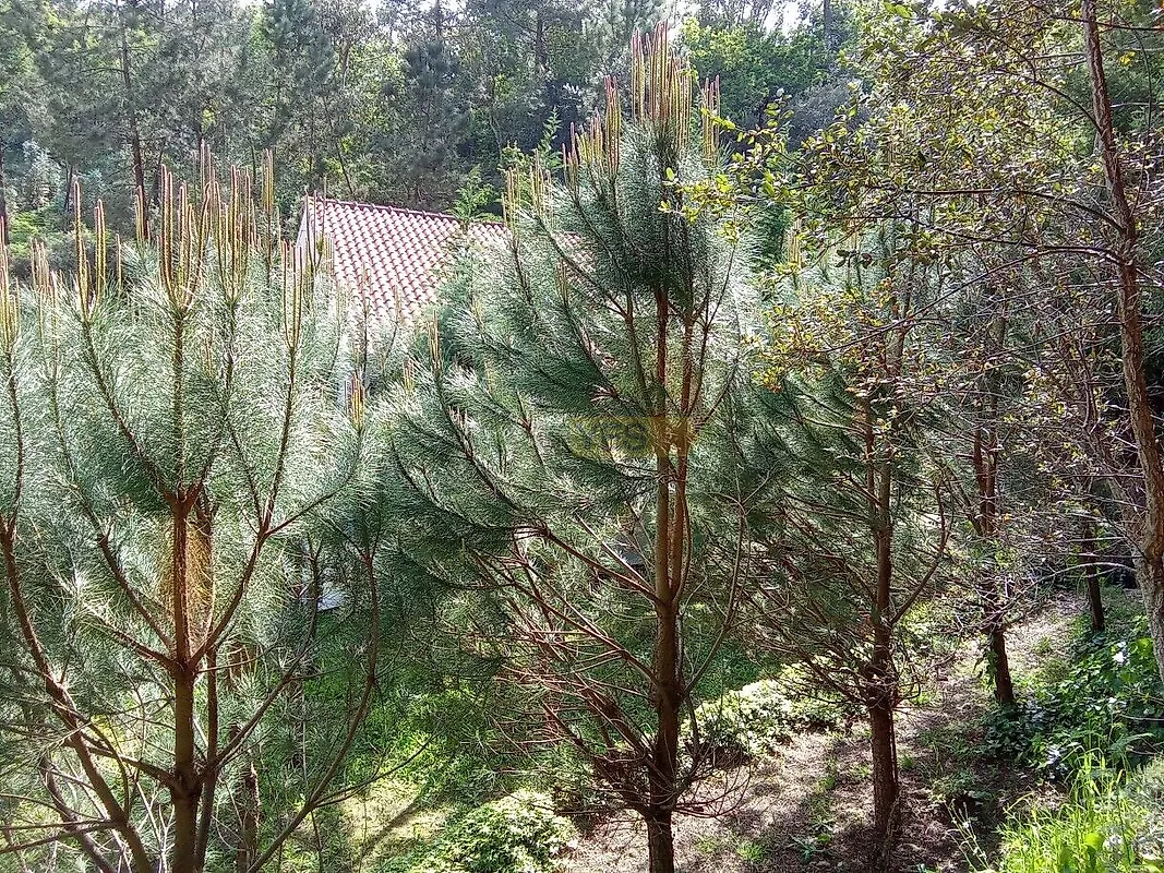 Moradia T0 à venda em Caminha (Matriz) e Vilarelho, Caminha — foto 18