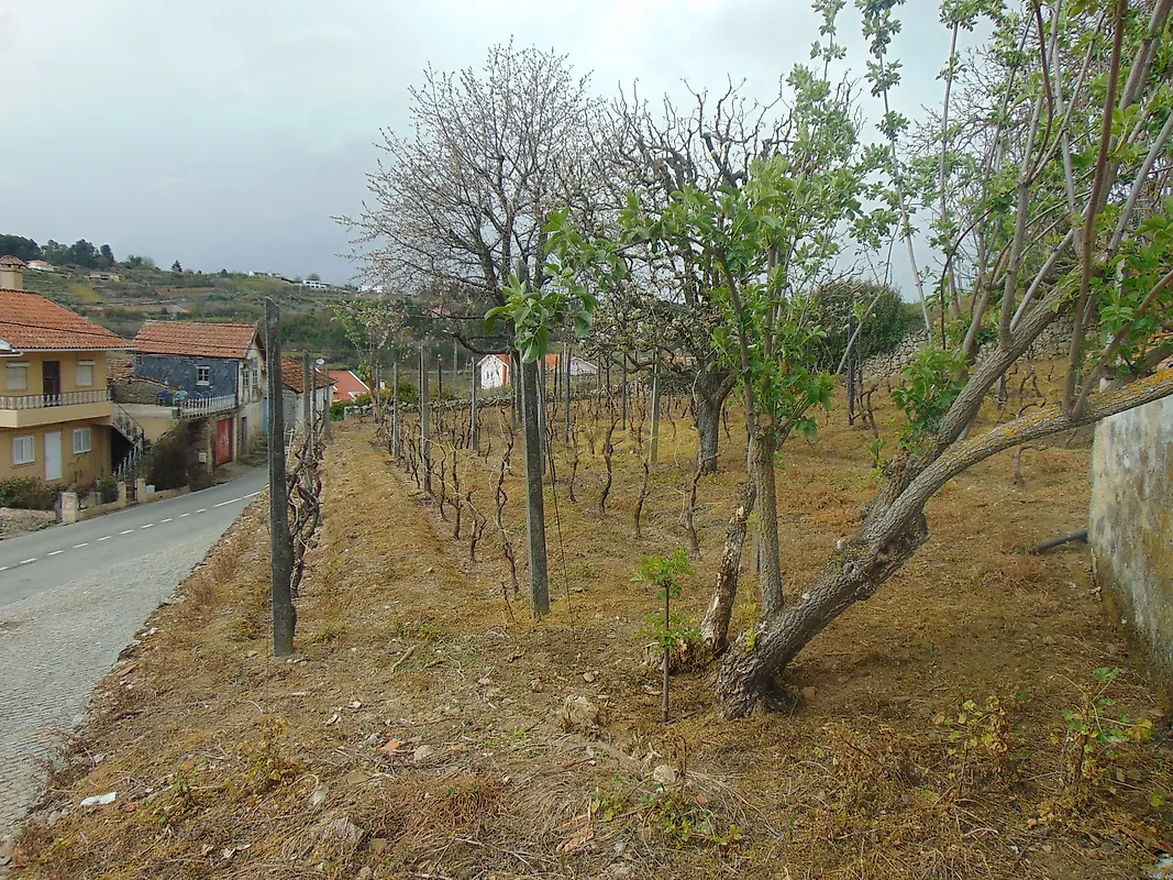 Moradia T0 à venda em Queimadela, Armamar — foto 7